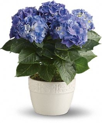 Happy Hydrangea - Blue