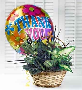 Thank You Dish Garden